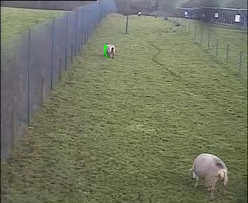 CCTV snapshot of sheep grazing within a fenced solar farm at night